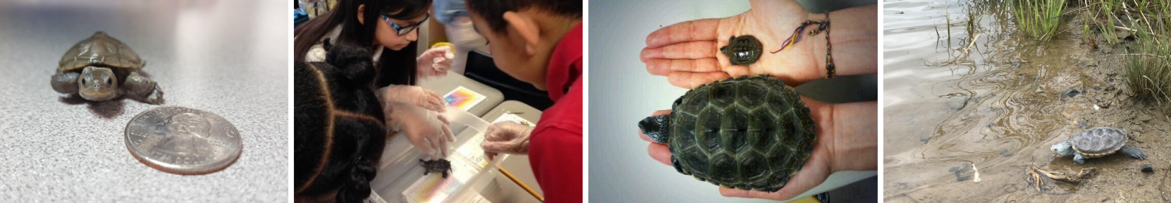 A collage of photos with a terrapin next to a quarter, students next to a terrapin, a large terrapin next to a small terrapin and a terrapin at the edge of a river. 