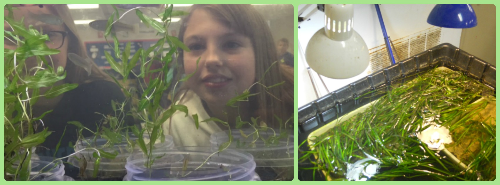 A student looking at an underwater grass growing in a tank.