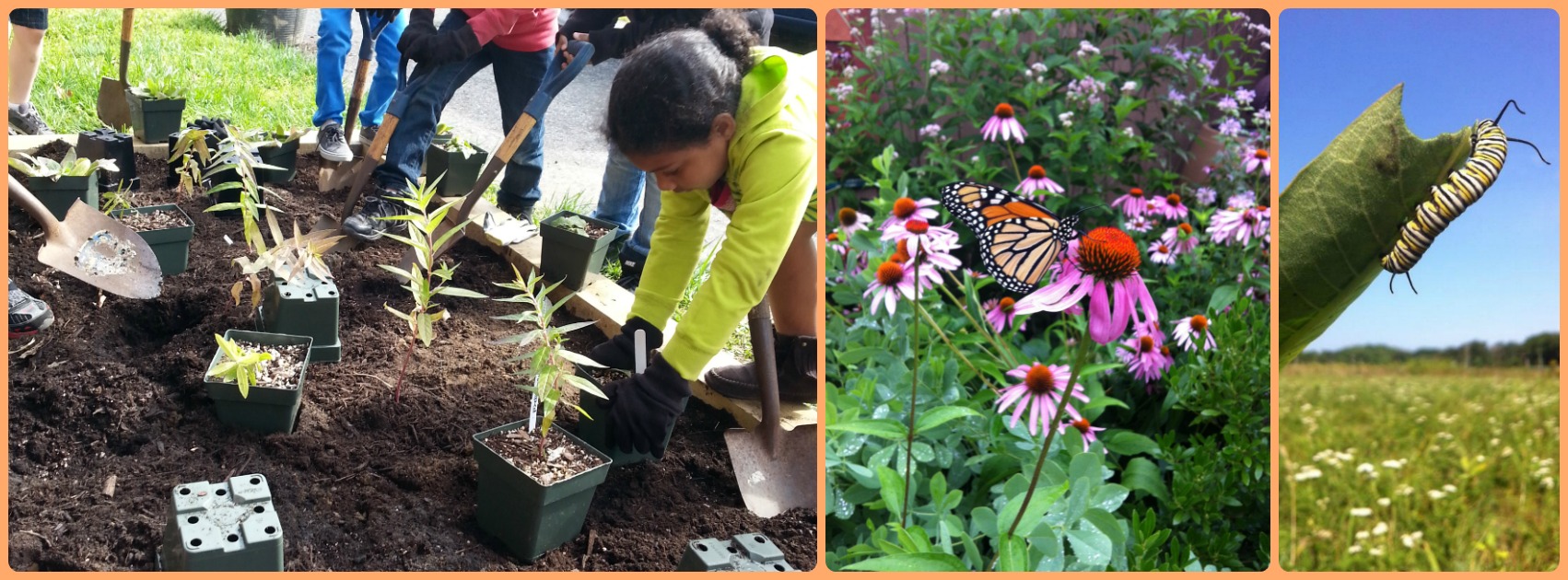 A collage of photos with a student planting milkweed, a monarch butterfly on a purple flower, and a monarch caterpillar on a leaf.