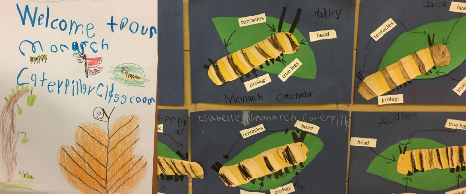 Student drawings of a monarch caterpillar