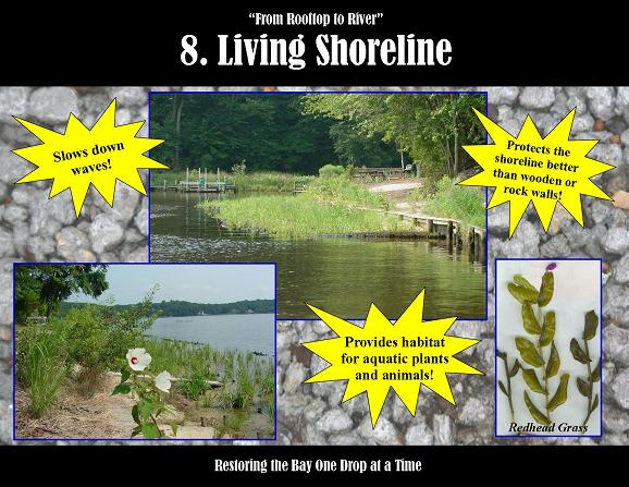 Living_Shoreline_SM