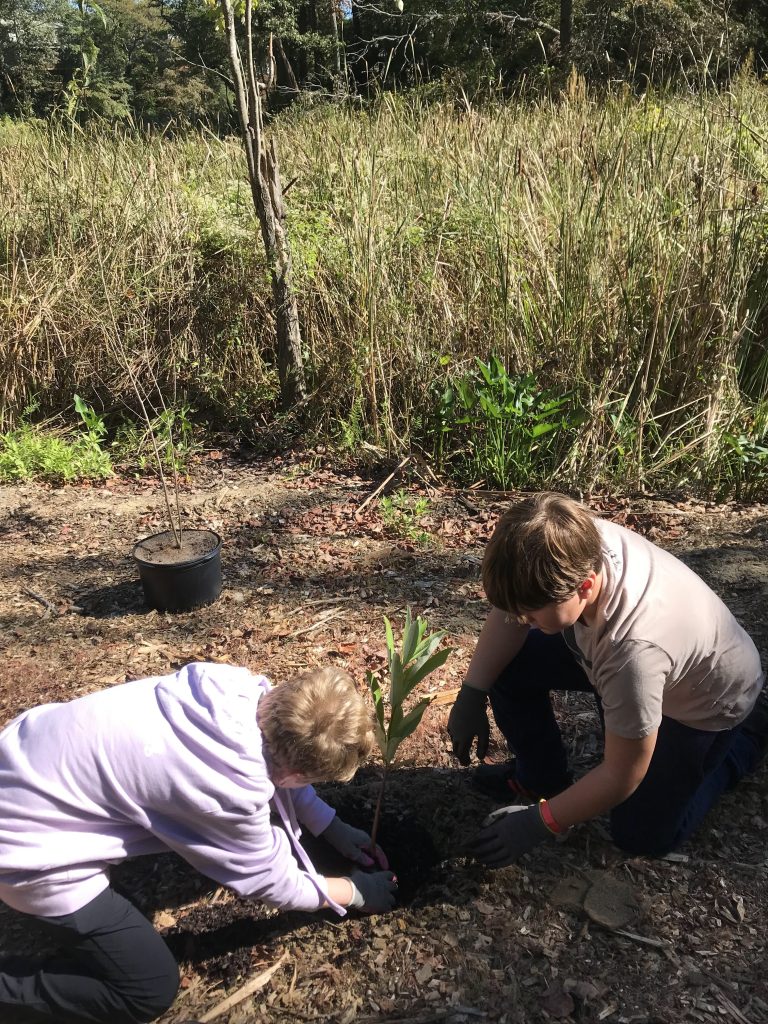 Two students planting a small tree. 